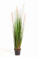 REED GRASS W/CREAM-BROWN Blätter : 323, Blüten : 6