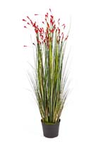 CORAL GRASS W/RED FLOWERS, Blätter: 699, Blüten: 112