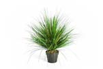 ONION GRASS X 1624-50CM, Blätter: 1624