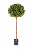 BOXWOOD BALL TREE - Länge: 140cm, Blätter: 1728