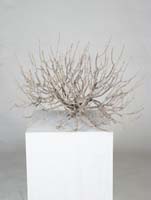 Decowood - Coral bush