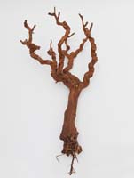 Dekoration Zweig - Grapewood
