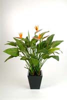 NATURAL STRELITZIA W/POT - Länge: 130cm, Blätter: 43, Blüten: 5