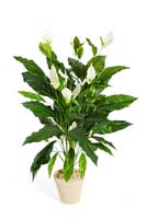 SPATHIPHYLLUM GIANT - Länge: 99cm, Blätter: 60, Blüten: 10