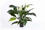 SPATHIPHYLLUM DE LUXE W/P - Länge: 73 cm, Blätter: 29, Blüten: 5