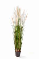 REED GRASS W/CREAM-BROWN FL , Blätter : 559, Blüten : 10