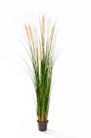 REED GRASS W/CREAM-BROWN FL, Blätter : 609, Blüten : 11
