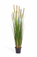 FOXTAIL GRASS W/GREEN FL - Blätter : 513, Blüten : 9