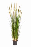 FOXTAIL GRASS W/GREEN FL , Blätter : 664, Blüten : 10