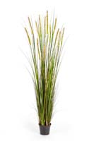 FOXTAIL GRASS W/GREEN FL, Blätter : 619, Blüten : 13