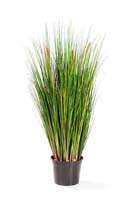 FOXTAIL GRASS W/GREEN FL, Blätter: 1845, Blüten: 3