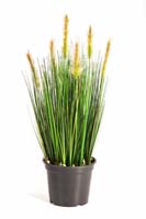 FOXTAIL GRASS W/GREEN FL, Blätter: 791