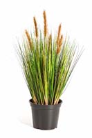 FOXTAIL GRASS W/BROWN FL, Blätter: 791, Blüten: 6