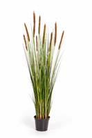 FOXTAIL GRASS W/BROWN FL, Blätter : 513, Blüten : 9