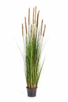 FOXTAIL GRASS W/BROWN FL, Blätter : 664, Blüten : 10