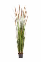 FOXTAIL GRASS W/BROWN FL , Blätter : 619, Blüten : 13