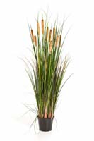 CATTAIL GRASS W/BROWN FL, Blätter: 551, Blüten: 10