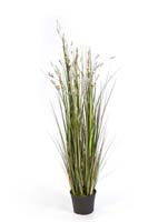 CORAL GRASS W/CREAM FLOWERS, Blätter: 699, Blüten: 12