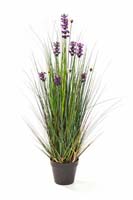LAVENDER GRASS, Blätter : 571, Blüten : 11