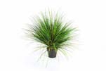 ONION GRASS X 2468-65CM, Blätter: 2468