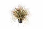 AUTUMN ONION GRASS X 3056-70CM, Blätter: 3056