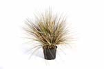AUTUMN ONION GRASS X 2468-65CM, Blätter: 2468