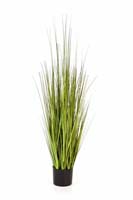 VARIEGATED CAREX GRASS - Länge : 120cm, Blätter : 285