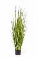 VARIEGATED CAREX GRASS - Länge : 150cm, Blätter : 436