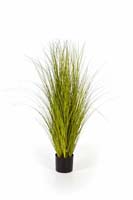 MISCANTHUS GOLD GRASS - Länge : 105cm, Blätter : 886