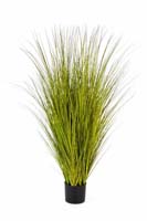 MISCANTHUS GOLD GRASS - Länge : 125cm, Blätter : 1392