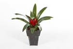 BROMELIA - Länge : 33cm,