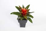 BROMELIA LARGE - Länge : 32cm
