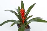 GUZMANIA CONTINENTAL - Länge : 47cm