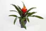 GUZMANIA CONIFERA - Länge : 50cm