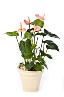ANTHURIUM DE LUXE PINK - Länge: 56 cm, Blätter: 23, Blüten: 4