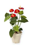 ANTHURIUM DE LUXE - Länge: 56cm, Blätter: 23, Blüten: 4