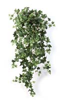 ENGLISH IVY HANGING BUSH X 462 - Länge: 90cm, Blätter: 462