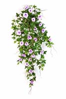 MORNING GLORY HANGING BUSH - Länge: 95cm, Blätter: 346, Blüten: 31