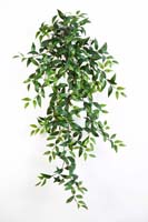 TRADESCANTIA HANGING BUSH X 15 - Länge: 105cm, Blätter: 462