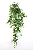 TRADESCANTIA HANGING BUSH X 18 - Länge: 125cm, Blätter: 730