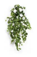 GERANIUM HANGING BUSH X 12 - Länge: 90cm, Blätter: 269, Blüten: 23