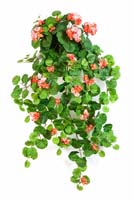 GERANIUM HANGING BUSH X 12 - Länge: 90cm, Blätter: 269, Blüten: 23