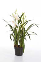CYMBIDIUM ORCHID W/POT - Länge : 80cm,