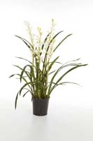 CYMBIDIUM WILD ORCHID W/POT - Länge : 95cm,