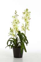 VANDA ORCHID PLANT W/POT - Länge : 64cm,