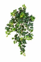 GRAPE IVY HANGING BUSH X 7 - Länge: 70cm, Blätter: 351