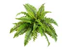 BOSTON FERN X 31 - Länge: 60cm, Blätter: 31