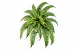 BOSTON FERN X 34 - Länge: 75cm, Blätter: 34