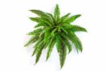 BOSTON FERN X 42 - Länge: 80cm, Blätter: 42