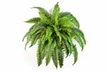 BOSTON FERN X 50 - Länge: 90cm, Blätter: 50